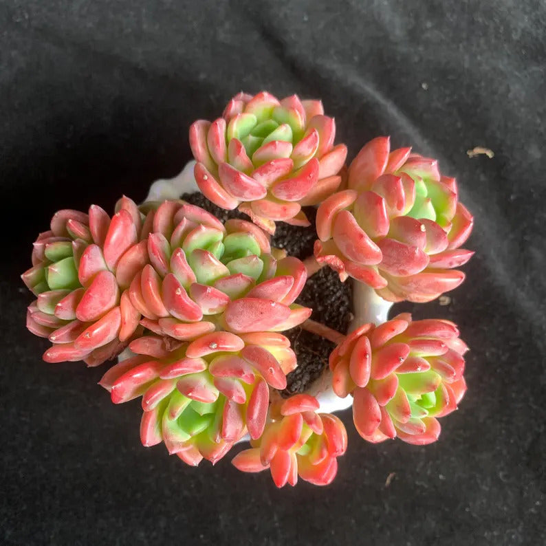 6462a37b-c237-4bc6-9b20-1c18267455e7