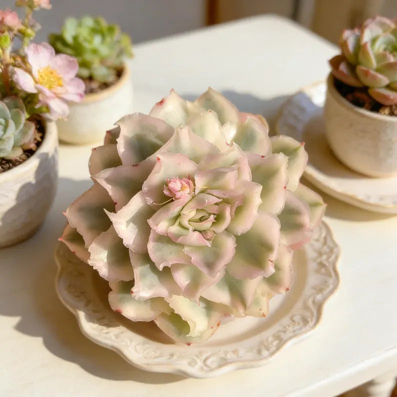 a5144d69-1367-4cd8-bb3f-c57452be014b