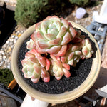 1e1f7e1a-4401-4546-8637-15f2360d9691