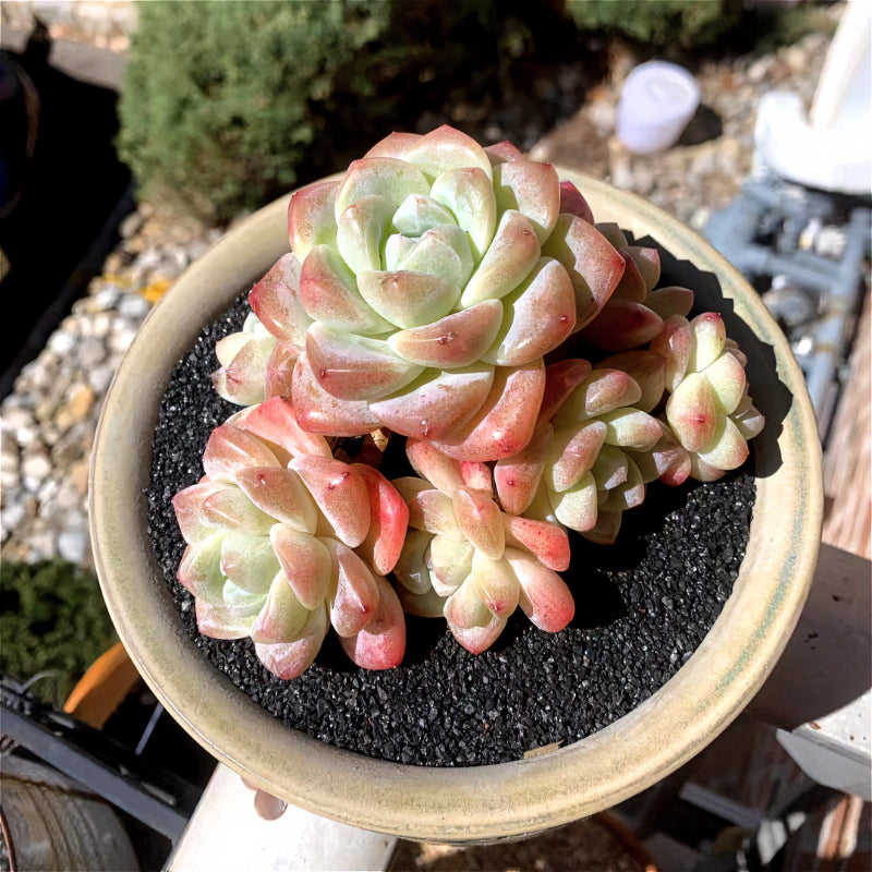 1e1f7e1a-4401-4546-8637-15f2360d9691