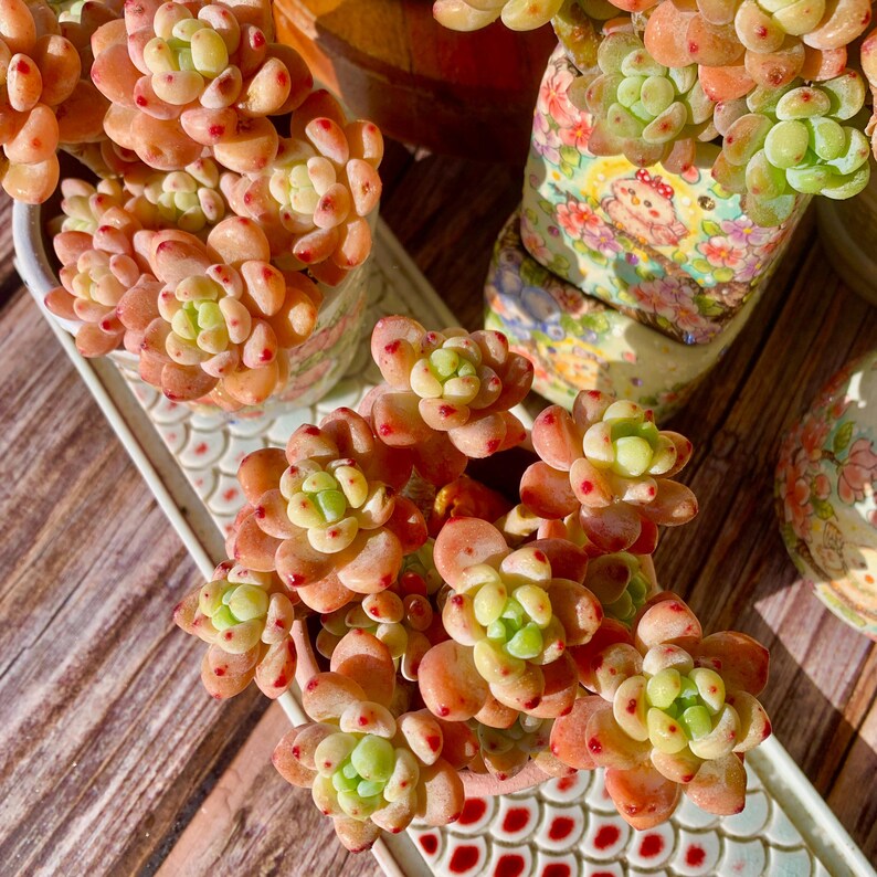 90d242ed-3356-470e-b446-ca2853e2ff34