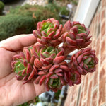 b439b6d4-e810-4453-b721-f6db31a7cd1d