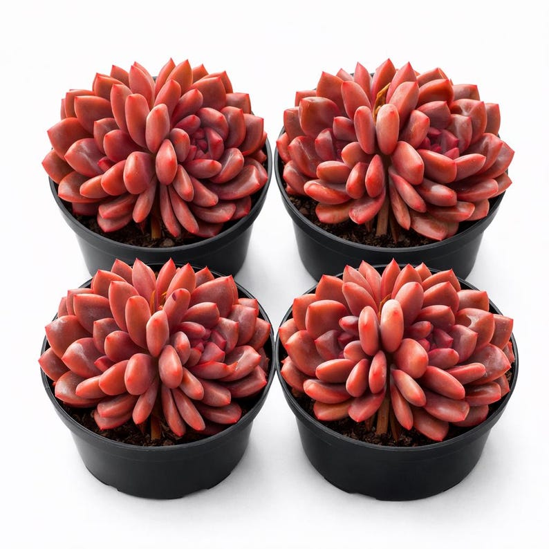 5aaf7cae-c999-4462-b8eb-470521a9eb5c