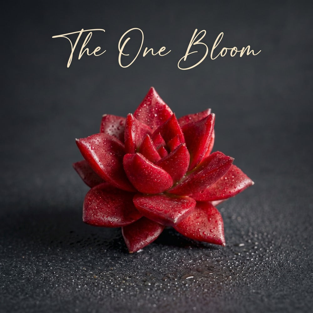 Echeveria Agavoides v. ‘Romeo Rubin’ Single-stemmed Succulent Living Approx. 3–3.5 inches Across