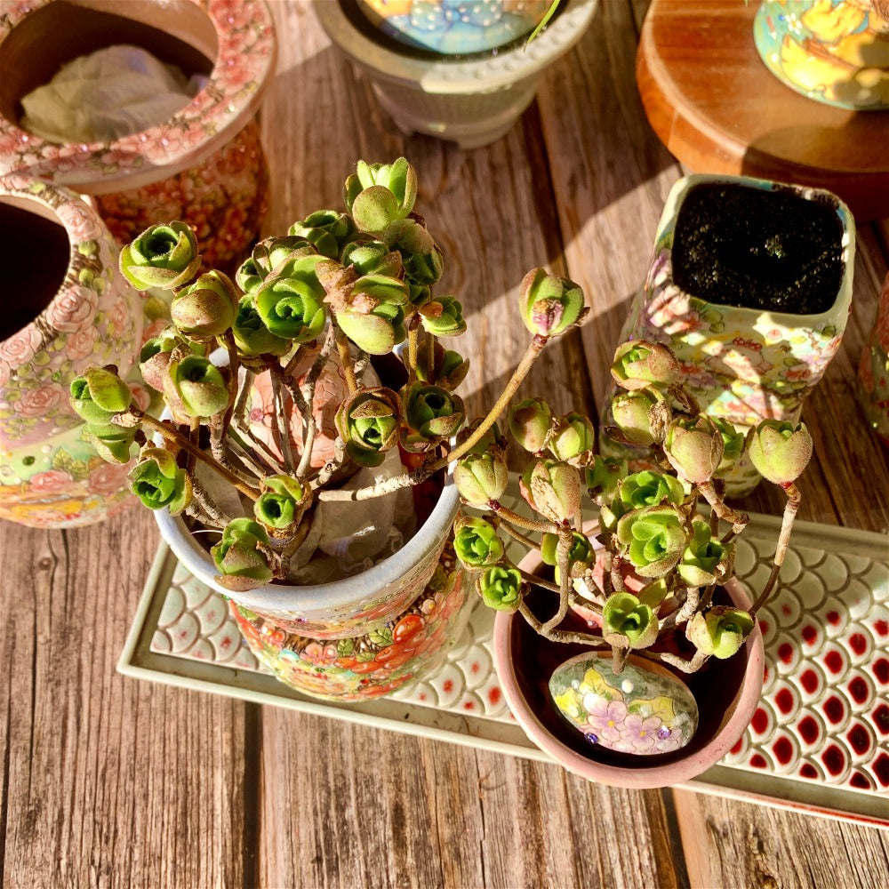 Aeonium Saundersii Pinheads Variegata Cluster 2"-2.5"