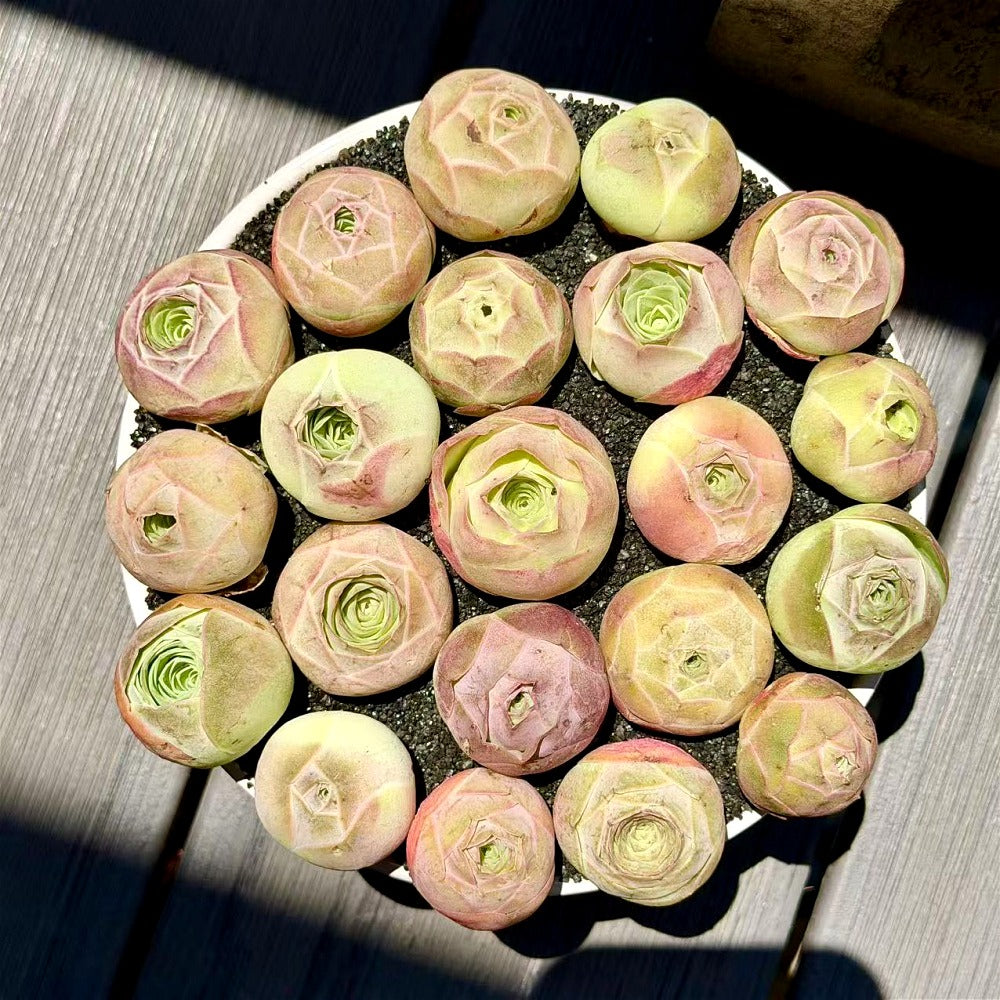 6 pcs Aeonium 'Aureum' - Captivating Everlasting Live Rose - Small and Exquisite Succulent Plant