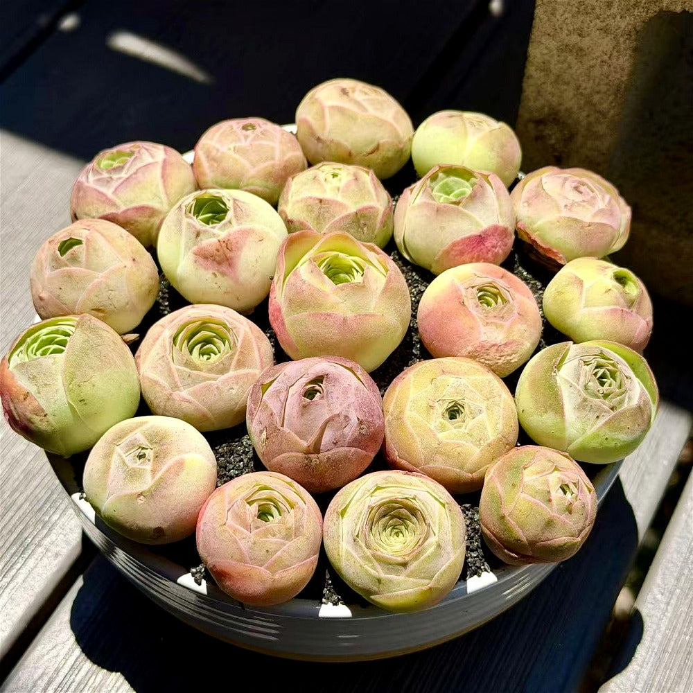 Captivating Everlasting Live Rose - Aeonium 'Aureum' - Small and Exquisite Succulent Plant