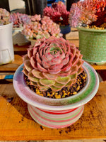 d0541dfb-1bd0-482e-9ef5-5fc1b7b5a3ac