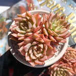 ebe426be-bf6f-413d-bbe9-60e9b9385248