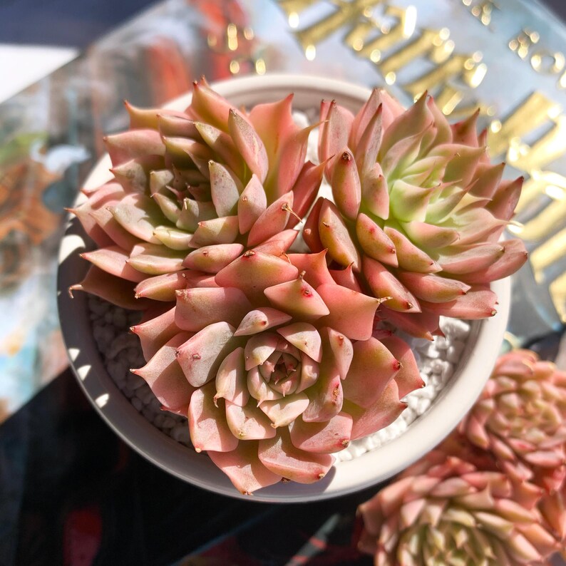 ebe426be-bf6f-413d-bbe9-60e9b9385248