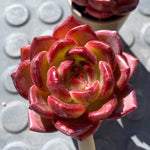 246f5fb3-7f74-4a9d-bc9d-8dfa4c927a07