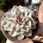 e92e0c53-d7bb-42a2-88e2-73154c42a091