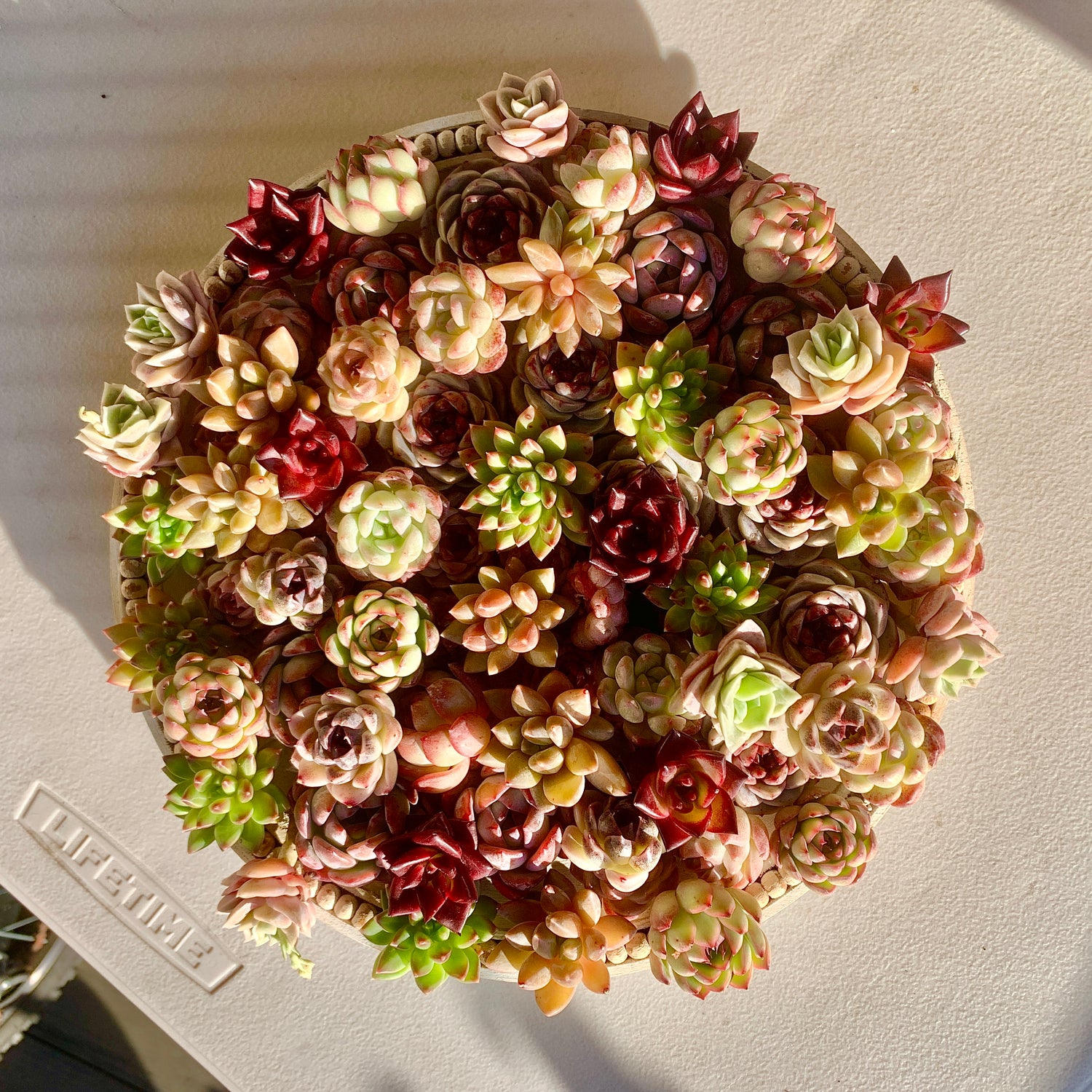 12-Pack / 24-Pack Assorted Succulents | Boutique Rare  0.5-1.5“ Mini Plants Kit