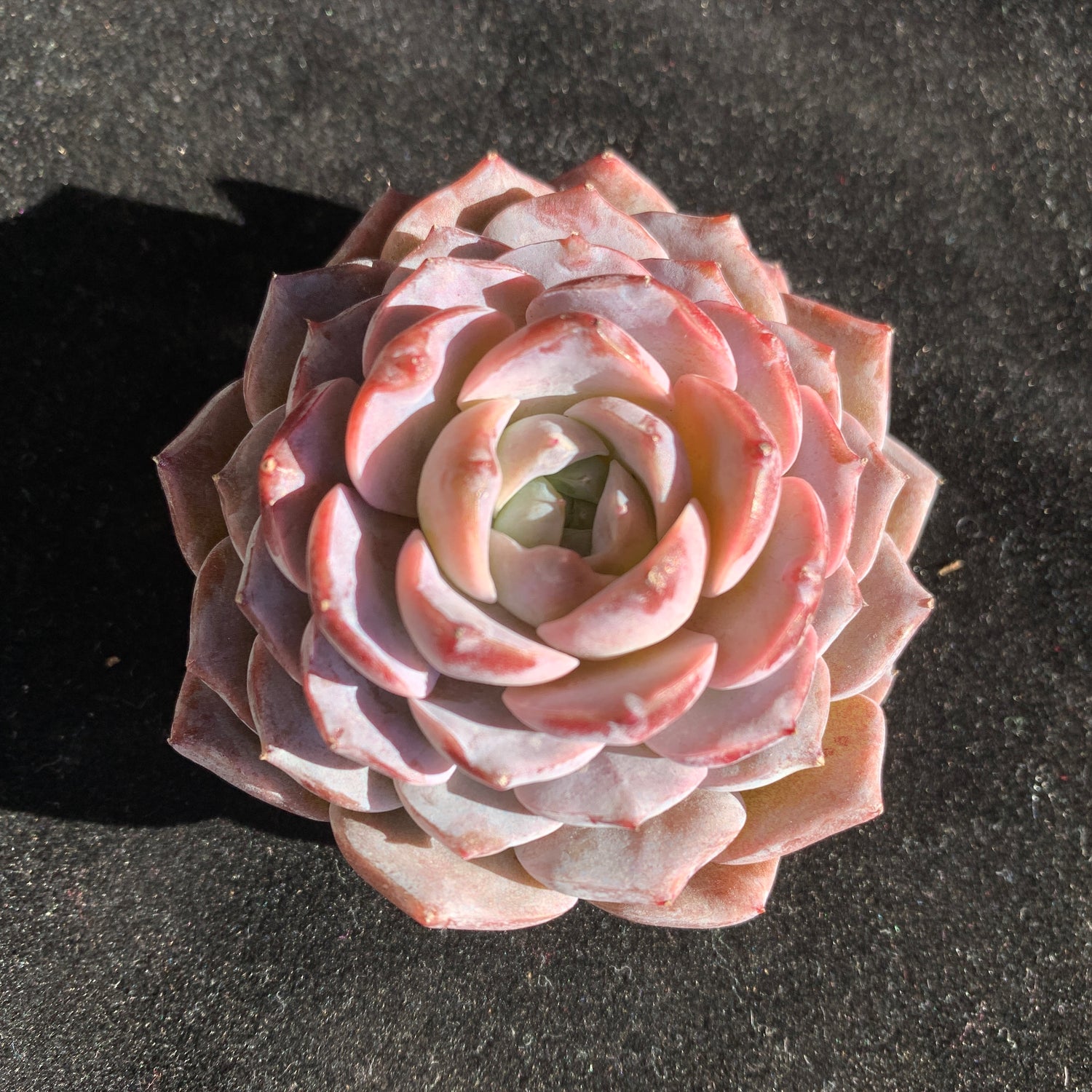 Premium Succulents - Echeveria 'Grace' - Boutique Plants Gifts - 2"-2.5" in Diameter Established Plant