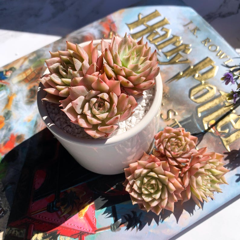 a3188e14-2582-48d6-abab-04cb9e0c6cfb