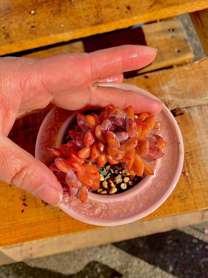 2fd59998-5fb5-4e57-8972-e2d23b148ea7