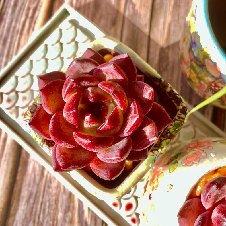 cdb44274-bac9-4c13-bffb-6b12a9d3220b