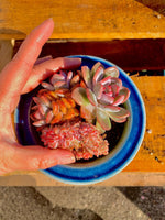 fcc5f233-129e-4e7b-ad6f-8bed072fca44