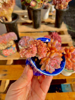 93cf4b2e-fc4e-4ed5-8094-2ec9ace3631e