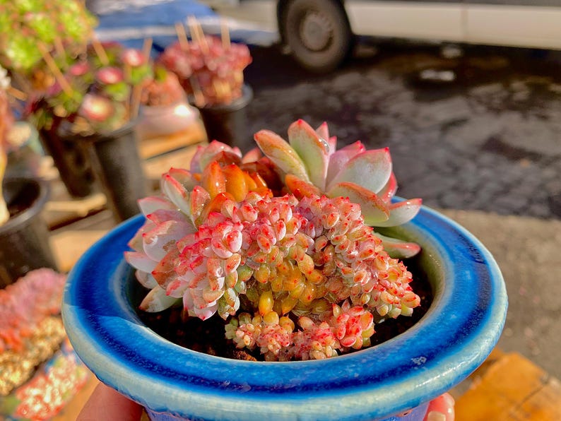 4be8d0fc-479b-4713-bffd-b9696b5bce9f