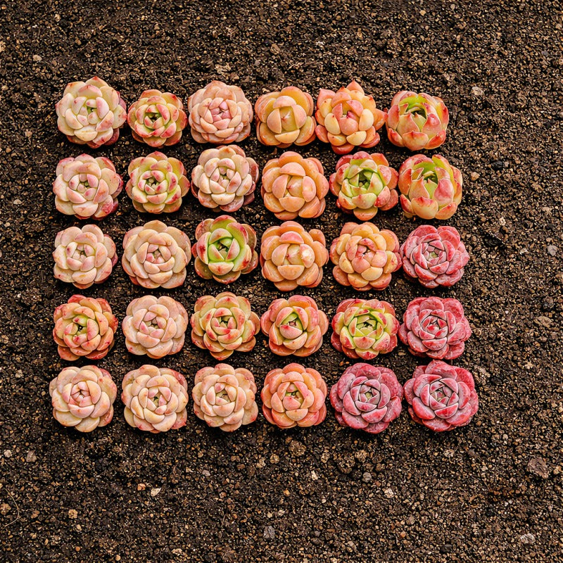 24-Pack Premium Assorted Succulents - Mini 0.5"-1.5" in Diameter Mix Plants Random Succulent