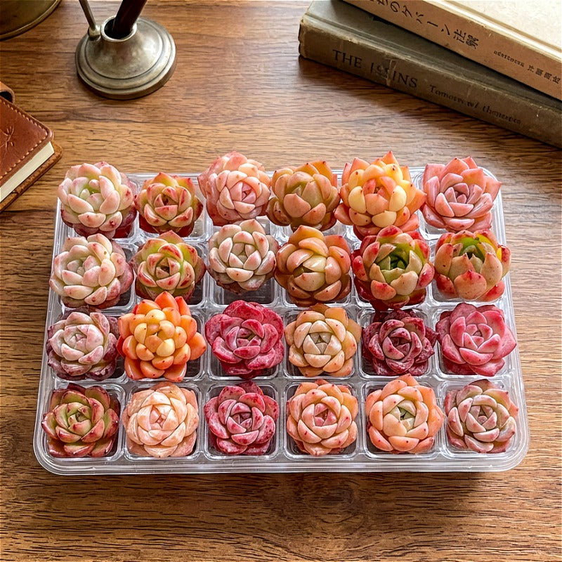 24-Pack Premium Assorted Succulents - Mini 0.5"-1.5" in Diameter Mix Plants Random Succulent