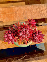 0dd9184e-a122-40c6-82ad-a7472cce1e3d