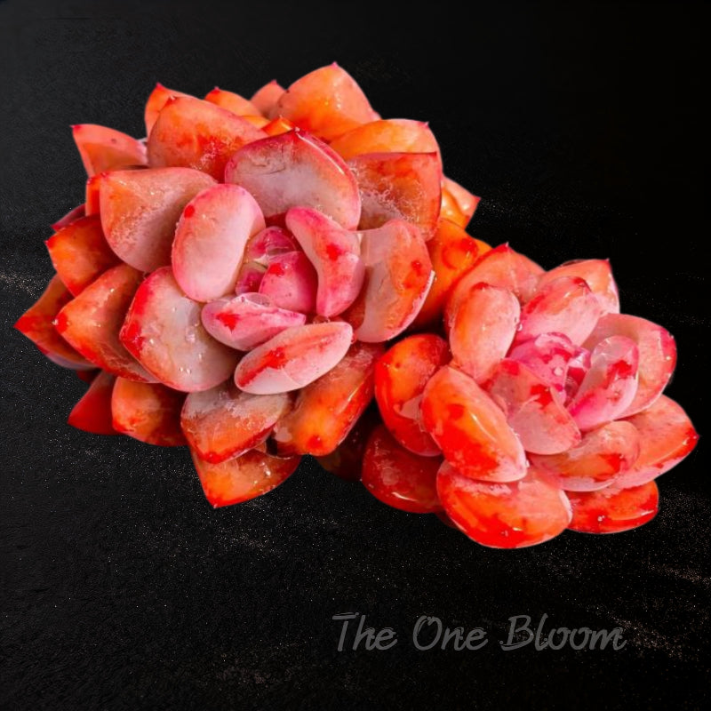 Rare Echeveria ‘Onslow’ Succulent Plant | Boutique Crystal Leaves Live Succulent | WYSIWYG | Cluster Plant | Bare Root to Survive 2512-033