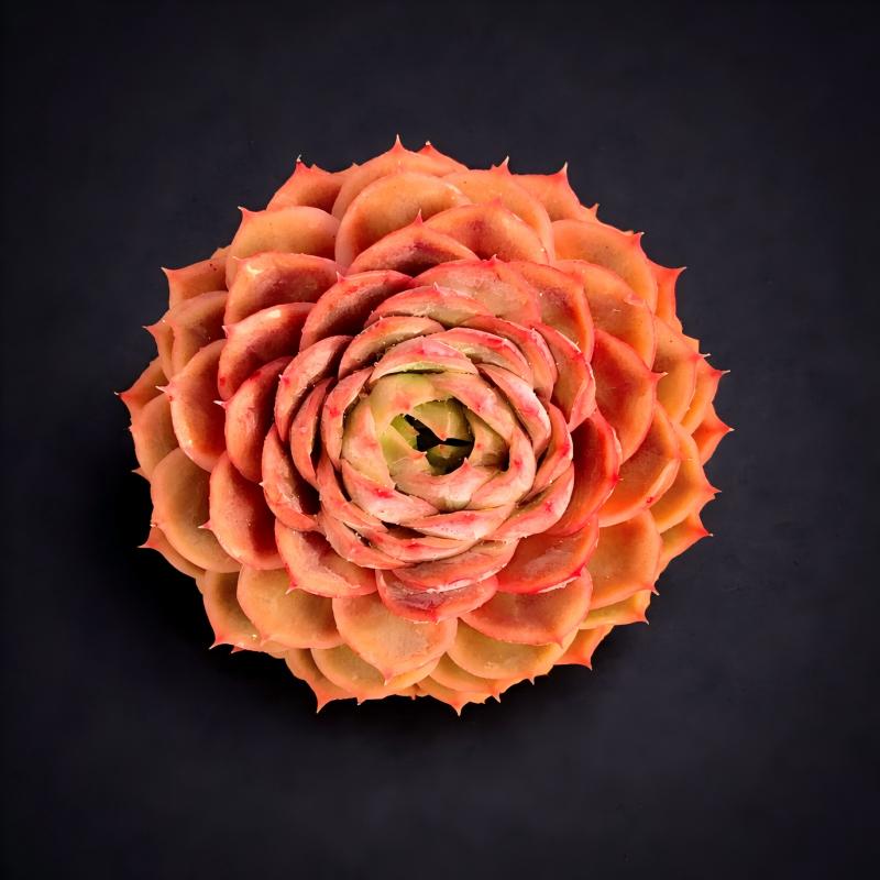 Boutique Echeveria ‘Onslow’ Succulent Plant | Rare Live Succulent | Sculptural Rosette | WYSIWYG | Bare Root to Survive 2512-044