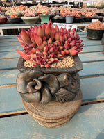 4246e788-0607-42df-b862-56ba4c9122db