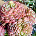 24729268-69b0-4988-8e7b-feb8b12ca653