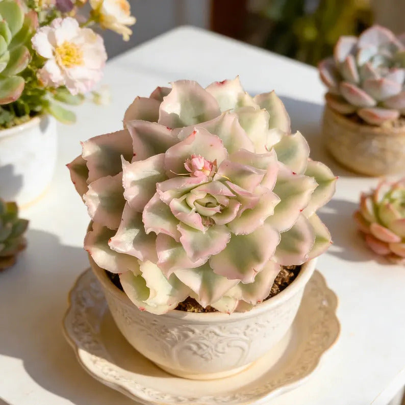 2bf6208c-cf19-448d-a9c9-86b76cb9da9a