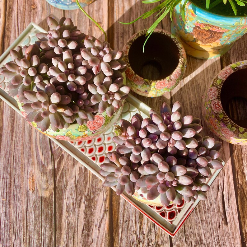 1d1c9d08-606d-428f-8040-105f2e3aba06