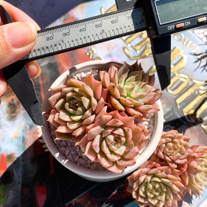 8d038bf5-a2af-453c-b1fc-380fd64d29d2