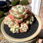 31589ed9-d4dd-4f40-a347-d0751044f941