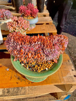 95490b18-4808-4936-adc0-28eba5eaaad2