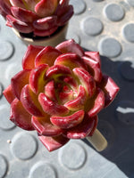 d34bc865-5601-4a16-a5e0-b52646f70619