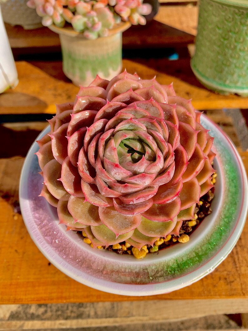 c4edd417-0dda-4f4a-ad69-fed978be100a