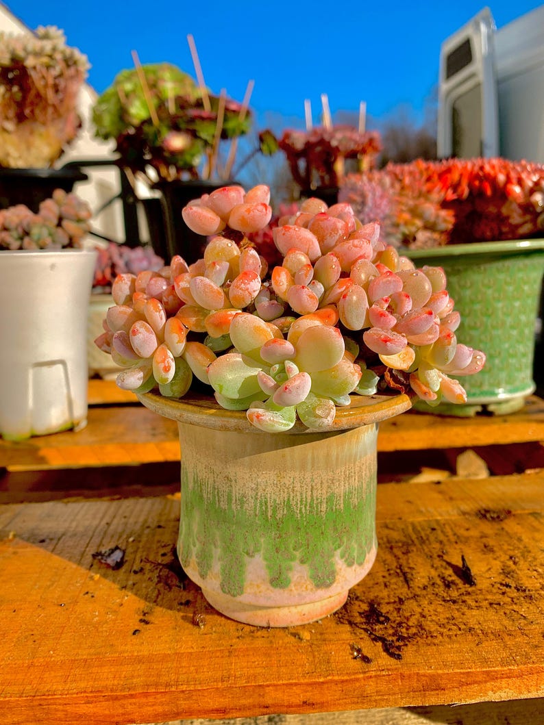 09c22a7c-cce8-45fb-bcf8-79731ad5e78c