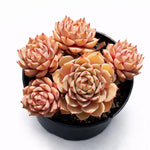 a1355e18-46b8-4904-bffb-9312cff83aed