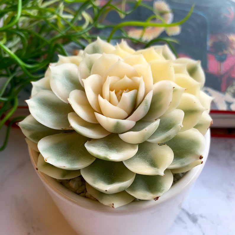 1b3f2cc3-8708-424e-b106-a6d0fc49ed0c