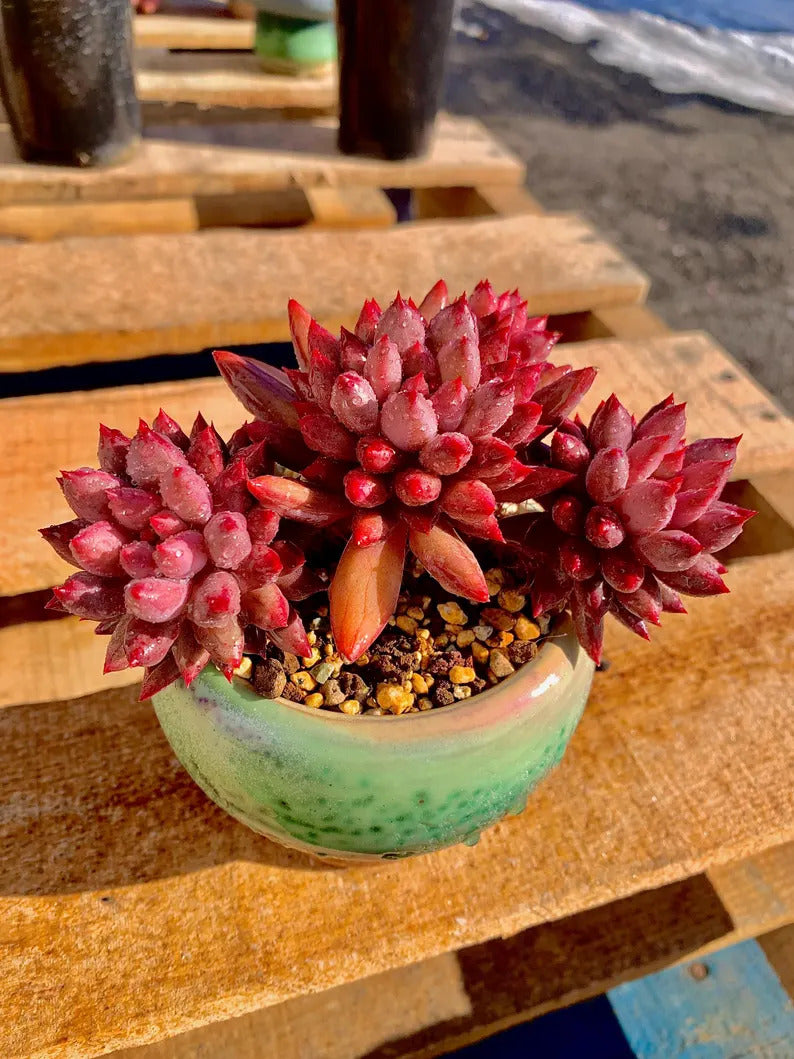 8b0daa32-d5ff-4e16-bd82-07c6412dee71