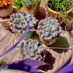 89145623-c45d-4a08-9b06-1d14789c46e1