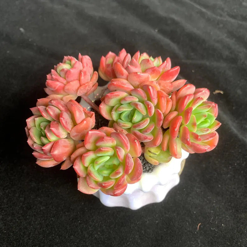 eaba58c6-1970-4283-a1ef-6c435534d24d