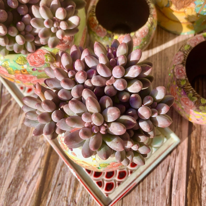 748a663c-3b95-481e-91a3-ae2bdad5d40f