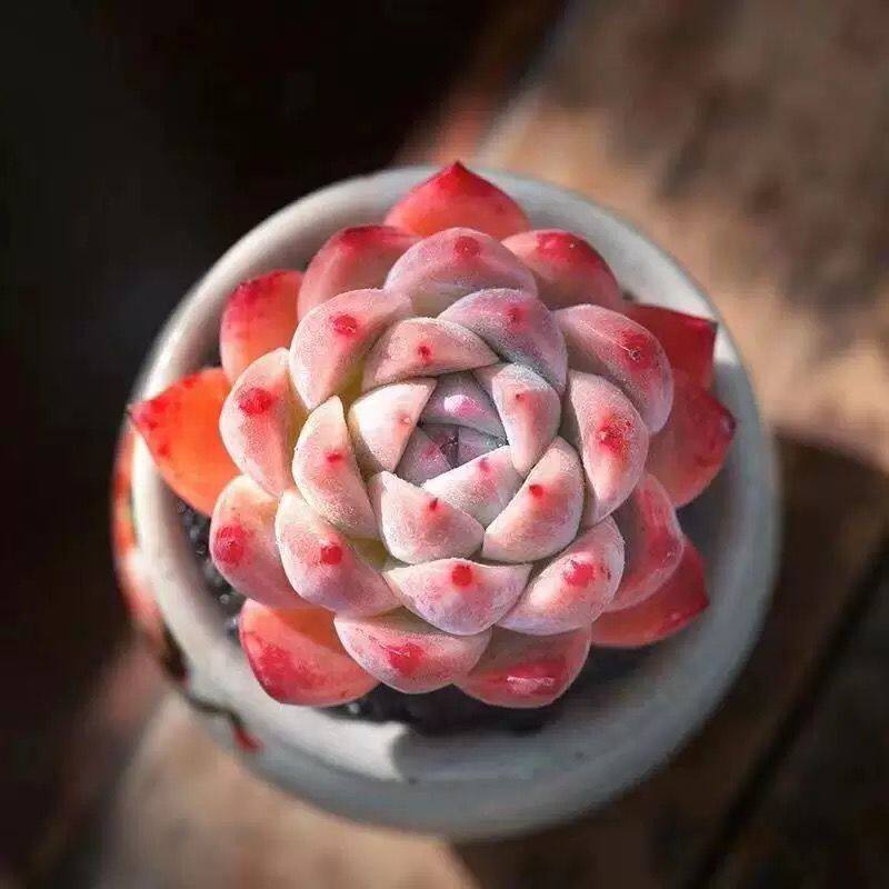 f2b589c4-42d0-420f-ba77-8caae0da7b83