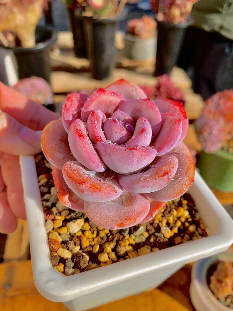 ada2e6d2-86e9-4996-a8db-b869f2d3fbb7