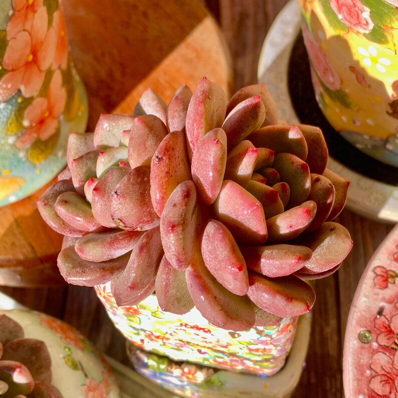 4666de5b-5cc5-489e-a745-8db4e754776e