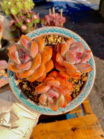 b65189eb-04c1-4abf-85fe-ac253909ddfa