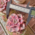 b6b43cb9-8b36-4635-ada4-ac4a1bc1c677